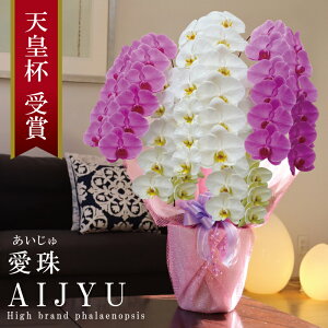  Y Ӓ Ԏ 5{ 63ց`y()z gMIX(Fbv) Q 摜zM Yn j v[g  Mtg {炿 蕨 ̓ a JXj