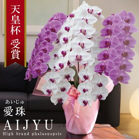 希少 純国産 胡蝶蘭 花持ち長い 大輪5本立ち 63輪〜【愛珠(あいじゅ)】 紅白MIX(赤色リップ) 蕾 画像配信 産地温室直送 お祝い プレゼント 花 ギフト 日本育ち 贈り物 母の日 お誕生日 開店祝い 開業祝い 移転祝い 就任祝い 昇進祝い 当選祝い 記念日 当日発送 日本橋 銀座