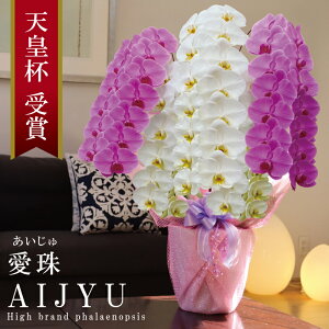 �o�וs�� ���񖢒� �� �����Y �Ӓ��� �Ԏ������� ���5�{���� 70�ց`�y����(��������)�z �g��MIX(���F���b�v) �Q �摜�z�M �Y�n�������� ���j�� �v���[���g �� �M�t�g ���{�炿 ���蕨 ��̓�