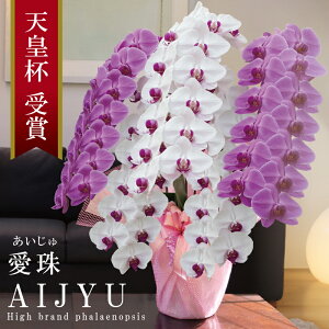 oוs 񖢒  Y Ӓ Ԏ 5{ 70ց`y()z gMIX(ԐFbv) Q 摜zM Yn j v[g  Mtg {炿 蕨 ̓