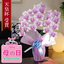 早割1,000円OFF【母の日 ギフト】胡蝶蘭 中輪 3本立ち 24輪以上 豪華ラッピング＆メッセージカード無料 純国産 白ピンク グラデーションラッピング付 美しい花が長持ち プレゼント お手入れ簡単 送料無料 大切なお母さんへ感謝の気持ちを込めて特別な胡蝶蘭をプレゼント