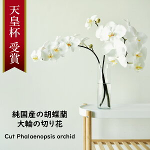 ؂ Y Ӓ y ؂2-4{Zbgi20ֈȏj Fz Yn Ԏ  t[AWg t[eBOt[ ԑ a v[g  