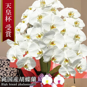 胡蝶蘭 大輪 3本立ち 24輪〜 10,499円 純国産 花持ち長い【選べる2色】 画像配信 蕾 産地温室直送 お祝い プレゼント 花 ギフト 贈り物 母の日ギフト お供え お誕生日 開店祝い 開業祝い 移転祝