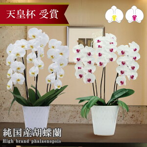 Ӓ  3{ 24ց` 9,000~ Y ԎyIׂ2Fz 摜zM Q Yn j v[g  Mtg 蕨 ̓Mtg  a JXj JƏj ړ]j