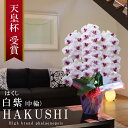 純国産 胡蝶蘭 花持ち長い 中輪 3本立ち 37輪〜【白紫(はくし)】白に紫のストライプ 二度咲き プレゼント お祝い 花 母の日ギフト 贈り物 お供え お誕生日 長寿祝い 開店祝い 開業祝い 移転祝い 就任祝い 昇進祝い 当選祝い 日本育ち ラン コチョウラン 当日発送