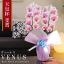 純国産 胡蝶蘭 花持ち長い 中輪 2本立ち 18輪〜【Venus(ヴィーナス）】白ピンク グラデーション 二度咲き プレゼント お祝い 花 母の日ギフト 贈り物 お供え お誕生日 長寿祝い 開店祝い 開業祝い 移転祝い 就任祝い 昇進祝い 当選祝い 日本育ち ラン 当日発送 銀座 日本橋