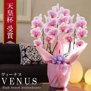 Y Ӓ Ԏ  3{ 21ց` yVenus(B[iXjzsN Of[V x炫 v[g j  ̓Mtg 蕨  a j JXj J