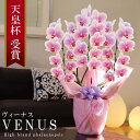純国産 胡蝶蘭 花持ち長い 中輪 3本立ち 30輪〜【Venus(ヴィーナス）】白ピンク グラデーション 二度咲き プレゼント お祝い 花 母の日ギフト 贈り物 お供え お誕生日 長寿祝い 開店祝い 開業祝い 移転祝い 就任祝い 昇進祝い 当選祝い 日本育ち ラン 当日発送 銀座 日本橋