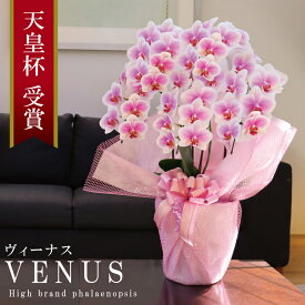 ≪GWも発送≫純国産 胡蝶蘭 花持ち長い 中輪 5本立ち 40輪～ 【Venus【ヴィーナス）】白ピンク グラデーション ブランド胡蝶蘭 お祝い プレゼント 花 ギフト 贈り物 母の日 お誕生日 長寿祝い 開店祝い 開業祝い 移転祝い 就任祝い 昇進祝い 当選祝い 当日発送