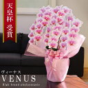 純国産 胡蝶蘭 花持ち長い 中輪 5-6本立ち 50輪〜【Venus(ヴィーナス）】白ピンク グラデーション 二度咲き プレゼント お祝い 花 母の日ギフト 贈り物 お供え お誕生日 長寿祝い 開店祝い 開業祝い 移転祝い 就任祝い 昇進祝い 当選祝い 日本育ち ラン 当日発送 銀座