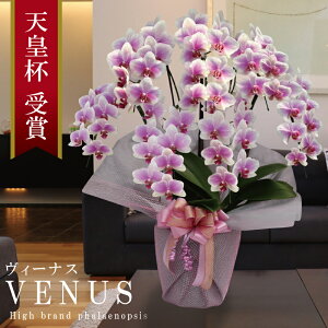 Y Ӓ Ԏ  7{ 60ց`yVenus(B[iXjzsN Of[V x炫 v[g j  ̓Mtg 蕨  a j JXj J