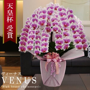Y Ӓ Ԏ  8{ 65ց`yVenus(B[iXjzsN Of[V x炫 v[g j  ̓Mtg 蕨  a j JXj J