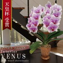 【ヴィーナス インテリア】 中輪 2本立ち 18輪〜 純国産 胡蝶蘭 花持ち長い 白ピンク グラデーション ブランド胡蝶蘭 お祝い プレゼント 花 ギフト 贈り物 母の日 お誕生日 長寿祝い 開店祝い 開業祝い 移転祝い 就任祝い 昇進祝い 当選祝い お誕生日 日本育ち ラン 当日発送
