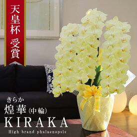 ≪在庫あり≫希少 純国産 胡蝶蘭 花持ち長い 中輪3本立ち 50輪〜 30,800円【煌華(きらか)】 黄色 画像配信 胡蝶蘭ギフト 胡蝶蘭お祝い 産地温室直送 ギフト お祝い 日本育ち 特別 贈り物 母の日 縁起物 商売繁盛 開店祝 開業祝 移転祝 当選祝 日本橋 銀座
