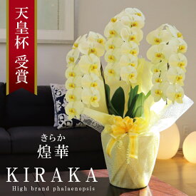 ≪在庫あり≫胡蝶蘭 黄色 希少 純国産 花持ち長い 大輪 3本立ち 33輪〜 23,800円【煌華(きらか)】 画像配信 産地温室直送 お祝い プレゼント 花 ギフト 特別 贈り物 母の日 お誕生日 開店祝い 開業祝い 移転祝い 就任祝い 昇進祝い 当選祝い 記念日 日本橋 銀座