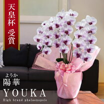 楽天市場】紫 パープル（開花時期春）（鉢花｜花・観葉植物）：花 