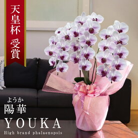 純国産 胡蝶蘭 中輪 3本立ち 27輪〜 【陽華（ようか）白 紫ストライプ】 蕾 画像配信 産地温室直送 お祝い プレゼント 花 ギフト 特別 日本育ち 贈り物 母の日 お供え お誕生日 開店祝い 開業祝い 移転祝い 就任祝い 昇進祝い 当選祝い 記念日