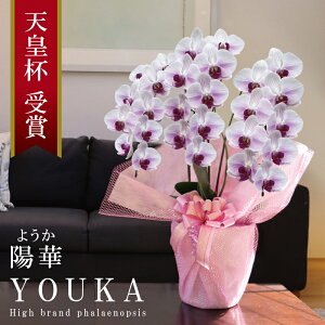 Y Ӓ  3{ 27ց` yz؁i悤j XgCvz Q 摜zM Yn j v[g  Mtg  {炿 蕨 ̓  a JXj J