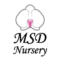 純国産の胡蝶蘭店 MSDナーセリー