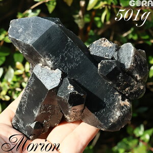 y1_mzI NX^[  uWY 501g   F u p[Xg[ VR  N  F 