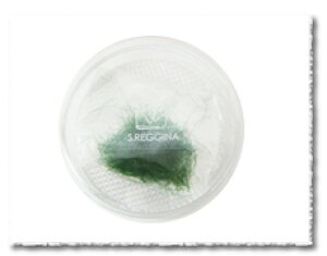 ܂GNXeyPROzJJ[@O[ 0.15×13mm(0.3g)