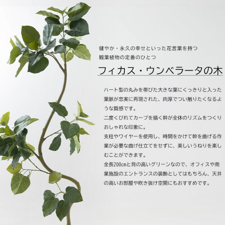 楽天市場】フェイクグリーン 大型 フィカス ウンベラータ 木 200cm 