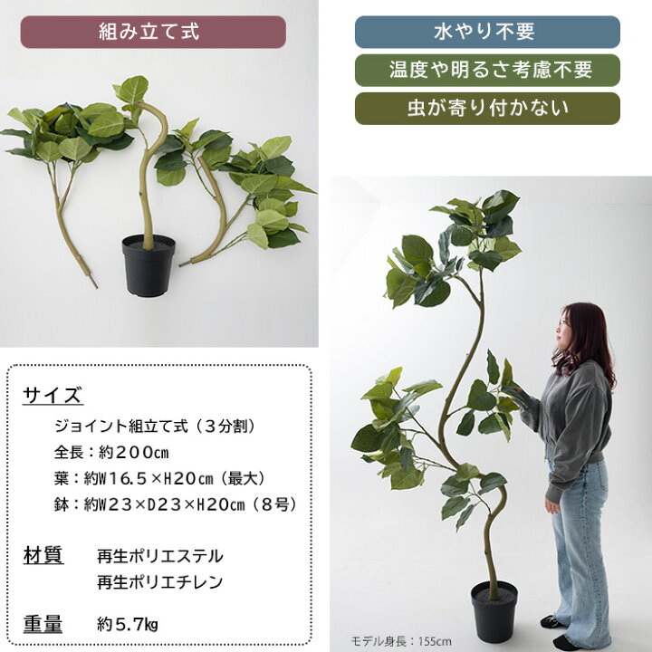 楽天市場】フェイクグリーン 大型 フィカス ウンベラータ 木 200cm 