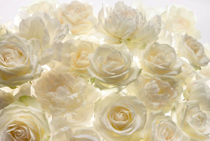 楽天市場 スーパーセール限定 Off 壁紙 薔薇 白薔薇 バラ エレガント 輸入壁紙 デザイン おしゃれ 不織布 クロス のり付き Diy リフォーム 撮影 背景 ドイツ製 Xxl4 007 Shalimar シャリマー Csz Diy