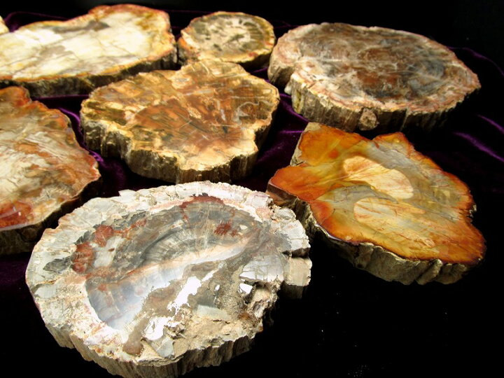 楽天市場】○【珪化木(ペトリファイドウッド) プレート 置物】重さ260g  