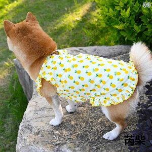 ybg   100%̃ybgpLp`Č킢pCibvKCR[M[t`uhbOTVcĂɍœKB