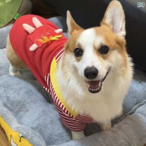 񂿂 ybg 킢    H~ ^  R[M[ t`uhbO ViEU[ Č _bNXtg 킢 ~p Z[^[