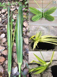  zr[  zr[ V ҂  w  |  ޗ pbP[W `  H| DIY h