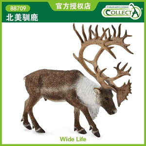 @zr[@ CMX CollectA I Ȃ  V~[V 쐶  X  Fm 88709 k AJ giJC