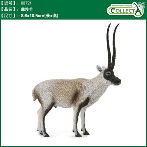 @zr[@ CMX CollectA I Ȃ  쐶   X ͌^ ߋ Fm Ae[v giJC RNV