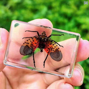 @@tBMA   W{ ߂ i ct̏  W{ T\ N JugV