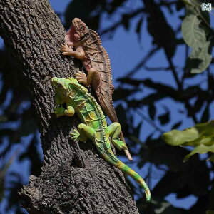 @@fBXvC V~[V gJQ  ঒ނ   K[fjO gJQ y_g