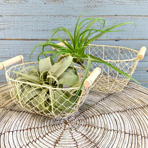 y|Cg10{zK[fjOG C[oXPbg ACAoXPbg Jo[ v^[ K[fG K[fjO G AeB[N i`  킢 WIRE C[