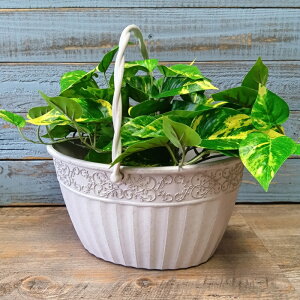 K[fjOG Aؔ v^[ |bg vX`bN  Jo[ K[fG K[fjO G AeB[N i`  킢 FLOWER2 RbgoXPbg CN-FC017