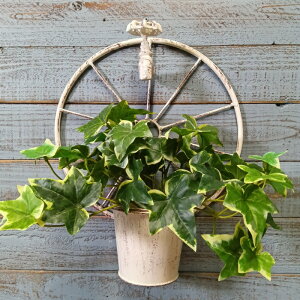 K[fjOG Aؔ v^[ uL|bg uL oPc  Jo[ K[fG K[fjO G AeB[N i`  킢 HANG ^bvEB[|bgWH YZ-UM