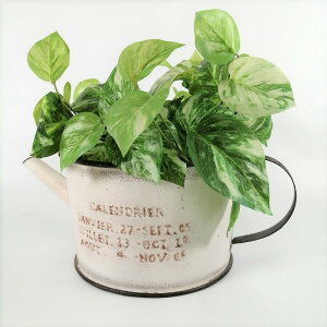 y|Cg10{zK[fjOG Aؔ v^[ uL|bg uL oPc  Jo[ K[fG K[fjO G AeB[N i`  킢 HANG veBW