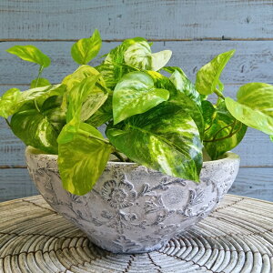 K[fjOG Aؔ v^[ 픫 Zg  Jo[ K[fG K[fjO G AeB[N i`  킢 FLOWER1 _CiXeBEV[|bg CG-QP