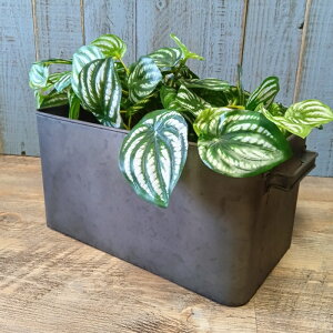 y|Cg10{zK[fjOG Aؔ v^[ uL|bg uL oPc  Jo[ K[fG K[fjO G AeB[N i`  킢 TRAY N^O