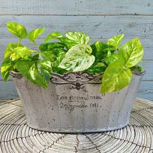 K[fjOG Aؔ v^[ |bg vX`bN  Jo[ K[fG K[fjO G AeB[N i`  킢 FLOWER2 {U~I[o YZ-MS135