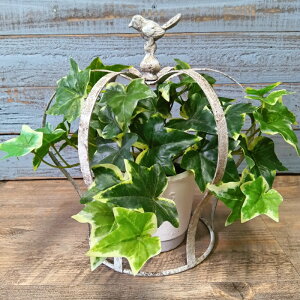 K[fjOG  I[ig IuWF u   x_  K[fG K[fjO G AeB[N i`  킢 CAGE NkP[W YZ-UF592-80