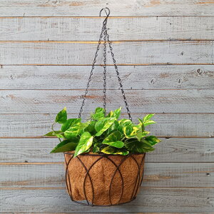 K[fjOG nMOoXPbg ACAoXPbg ݂艺 Ǌ| K[fG K[fjO G AeB[N i`  킢 BASKET C[nMOoXP