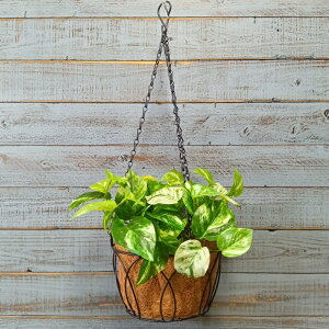 K[fjOG nMOoXPbg ACAoXPbg ݂艺 Ǌ| K[fG K[fjO G AeB[N i`  킢 BASKET C[nMOoXP