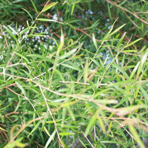 eB[g[t[EH[^[100mL`200mL