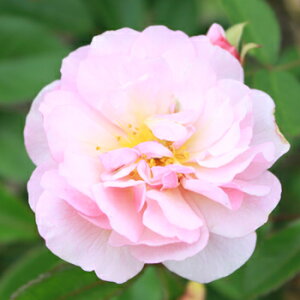 ダマスクローズフローラルウォーター100mL〜200mL