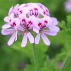 [Y[jEt[EH[^[100mL`200mL