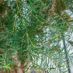 eB[g[t[EH[^[100mL`200mL